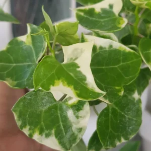 Variegated Wax Ivy Live Plant – Trailing Houseplant – Variegated Leaves - Image 6