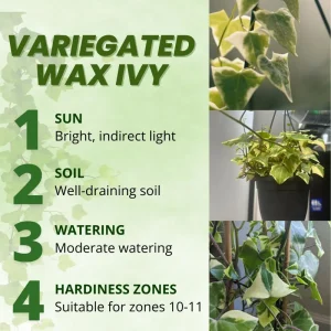 Variegated Wax Ivy Live Plant – Trailing Indoor Houseplant with Cream & Green Leaves - Image 2