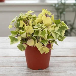 Variegated Wax Ivy Live Plant – Trailing Indoor Houseplant with Cream & Green Leaves - Image 3