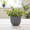 Variegated Wax Ivy Live Plant – Trailing Indoor Houseplant with Cream & Green Leaves - Image 1