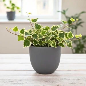 Variegated Wax Ivy Live Plant – Trailing Indoor Houseplant with Cream & Green Leaves - Image 1