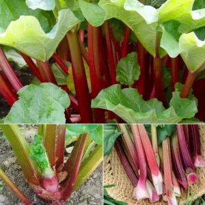 Victoria Rhubarb Bare Root Crowns - 5 Pack for Planting - Hardy Perennial Vegetable - Image 2
