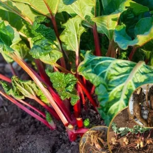 Victoria Rhubarb Bare Root Crowns - 5 Pack for Planting - Hardy Perennial Vegetable - Image 3