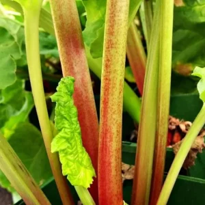 Victoria Rhubarb Bare Root Crowns - 5 Pack for Planting - Hardy Perennial Vegetable - Image 4