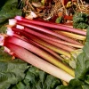 Victoria Rhubarb Bare Root Crowns - 5 Pack for Planting - Hardy Perennial Vegetable - Image 1