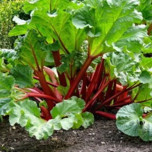 Victoria Rhubarb Bulbs – Set of 5 Heirloom Perennial Roots for Planting - Image 2