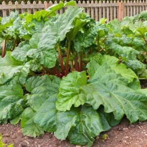 Victoria Rhubarb Bulbs – Set of 5 Heirloom Perennial Roots for Planting - Image 4