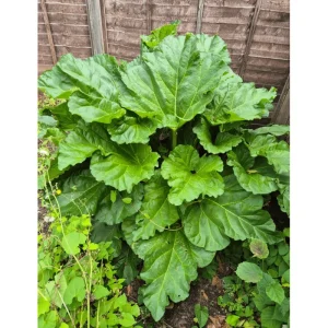 Victoria Rhubarb Root Crowns - 5 Pack, 4-6 Inch, Outdoor Vegetable Plant - Image 2