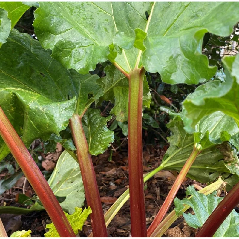 Victoria Rhubarb Root Crowns - 5 Pack, 4-6 Inch, Outdoor Vegetable Plant - Image 5