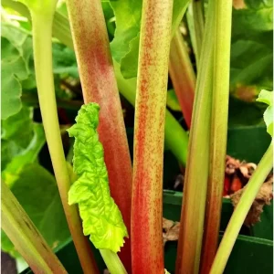 Victoria Rhubarb Root Crowns - 5 Pack, 4-6 Inch, Outdoor Vegetable Plant - Image 6
