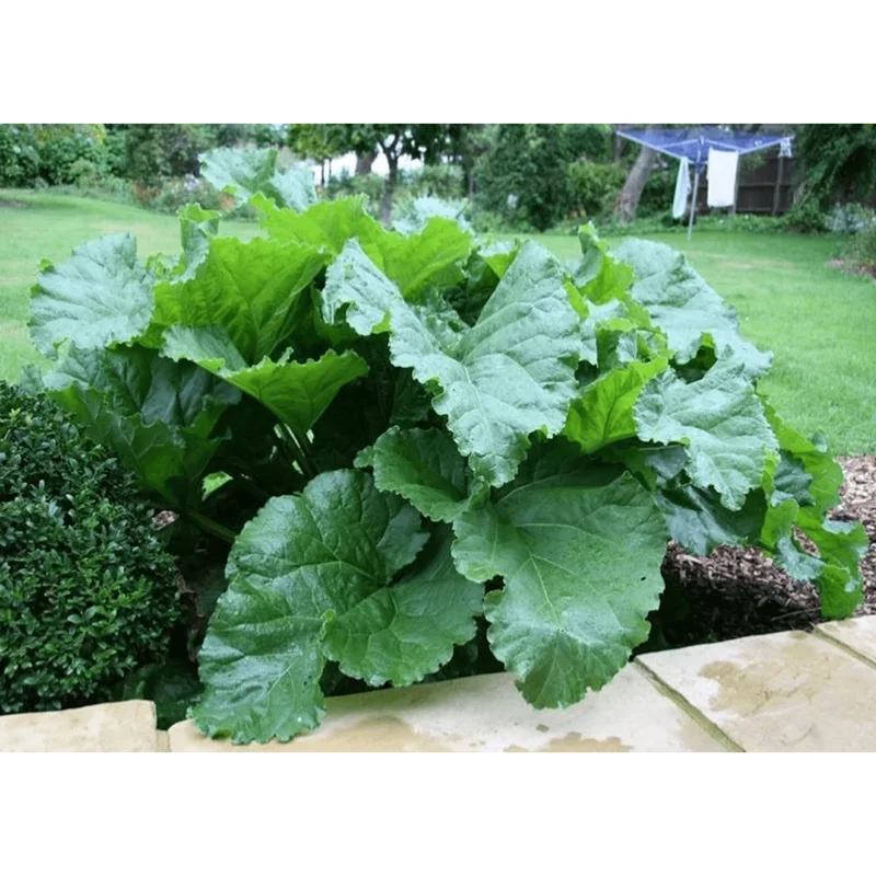 Victoria Rhubarb Root Crowns - 5 Pack, 4-6 Inch, Outdoor Vegetable Plant - Image 1
