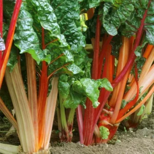 Victoria Rhubarb Roots - 10 Pack Live Bare Root Plant, 3-5 Inch Tall, Perennial for Garden - Image 2