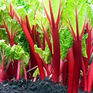 Victoria Rhubarb Roots - 10 Pack Live Bare Root Plant, 3-5 Inch Tall, Perennial for Garden - Image 4