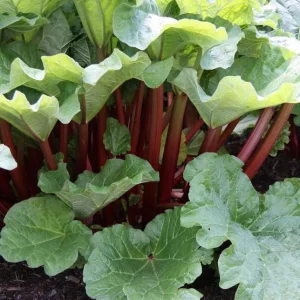 Victoria Rhubarb Roots - 10 Pack Live Bare Root Plant, 3-5 Inch Tall, Perennial for Garden - Image 5