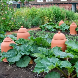 Victoria Rhubarb Roots - 10 Pack Live Bare Root Plant, 3-5 Inch Tall, Perennial for Garden - Image 7