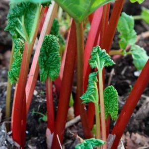 Victoria Rhubarb Roots - 10 Pack Live Bare Root Plant, 3-5 Inch Tall, Perennial for Garden - Image 1