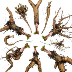 Victoria Rhubarb Roots - 10 Pack Live Bare Root Plant, 3-5 Inch Tall, Perennial for Garden - Image 9