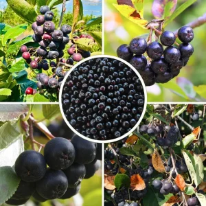 Viking Aronia Berry Live Plant, 6-12 Inches Tall, Chokeberry Shrub for Outdoor Planting - Image 3
