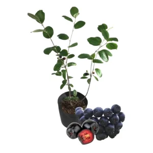 Viking Aronia Berry Live Plant, 6-12 Inches Tall, Chokeberry Shrub for Outdoor Planting - Image 5