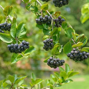 Viking Aronia Berry Live Plant, 6-12 Inches Tall, Chokeberry Shrub for Outdoor Planting - Image 6