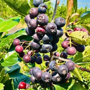 Viking Aronia Berry Live Plant, 6-12 Inches Tall, Chokeberry Shrub for Outdoor Planting - Image 7