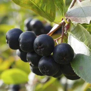 Viking Aronia Berry Live Plant, 6-12 Inches Tall, Chokeberry Shrub for Outdoor Planting - Image 8