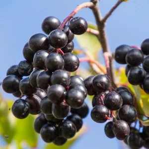 Viking Aronia Berry Live Plant, 6-12 Inches Tall, Chokeberry Shrub for Outdoor Planting - Image 9