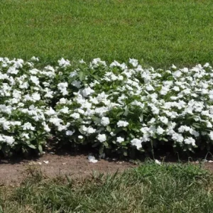Vinca Pacifica XP White Seeds - 500 Count Annual Flower Seeds for Gardens - Image 1
