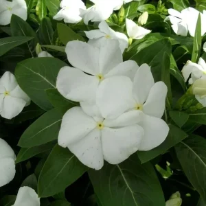 Vinca Pacifica XP White Seeds - 500 Count Periwinkle Flower Seeds for Outdoor Gardens - Image 2