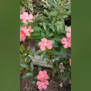 VINCA SUNSPLASH PEACH GL 1000 SEEDS - Image 2