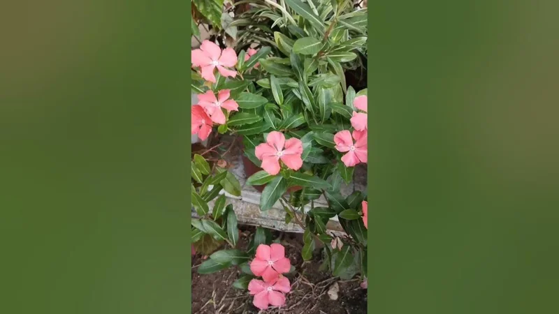 Vinca Sunsplash Peach Seeds - 1000 Annual Flowering Seeds for Full Sun - Image 2