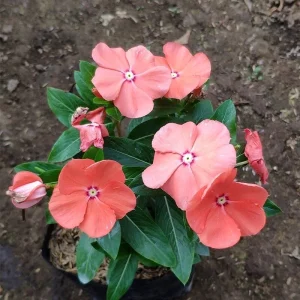 Vinca Sunsplash Peach Seeds - 1000 Annual Flowering Seeds for Full Sun - Image 1