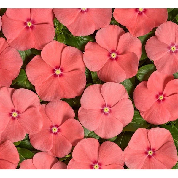 Vinca Sunsplash Peach Seeds - 1000 Count - Annual Flowering Plant - Outdoor - Image 3