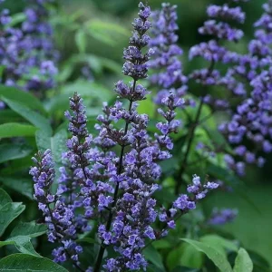 Vitex Lilac Chaste Tree Live Plant, 6-12 inch Tall, 4 Inch Pot, Outdoor Shrub - Image 2