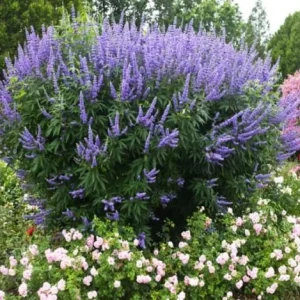 Vitex Lilac Chaste Tree Live Plant, 6-12 inch Tall, 4 Inch Pot, Outdoor Shrub - Image 1