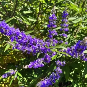 Vitex Lilac Chaste Tree Live Plant, 6-12 inch Tall, 4 Inch Pot, Outdoor Shrub - Image 3