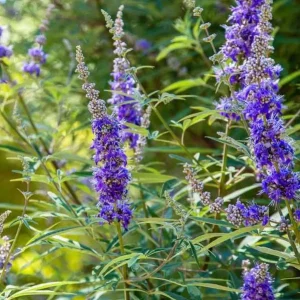 Vitex Lilac Chaste Tree Live Plant, 6-12 inch Tall, 4 Inch Pot, Outdoor Shrub - Image 4
