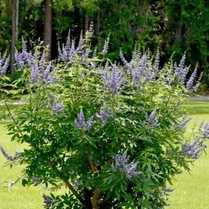 Vitex Lilac Chaste Tree Live Plant, 6-12 inch Tall, 4 Inch Pot, Outdoor Shrub - Image 5
