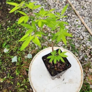 Vitex Lilac Chaste Tree Live Plant, 6-12 inch Tall, 4 Inch Pot, Outdoor Shrub - Image 6