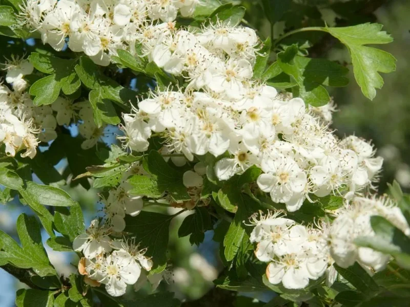 Washington Hawthorn Tree Live Plant - 18-24 Inches Tall, 2-3 Years Old, Bare Root - Image 2