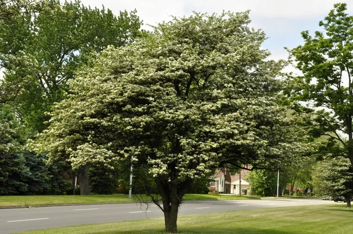 Washington Hawthorn Tree Live Plant - 18-24 Inches Tall, 2-3 Years Old, Bare Root - Image 3