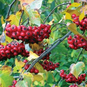 Washington Hawthorn Tree Live Plant - 18-24 Inches Tall, Bare Root, Outdoor - Image 4