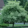 Washington Hawthorn Tree Live Plant - 18-24 Inches Tall, 2-3 Years Old, Bare Root - Image 1
