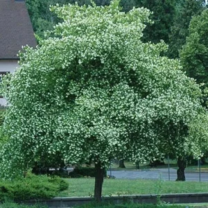 Washington Hawthorn Tree Live Plant - 18-24 Inches Tall, 2-3 Years Old, Bare Root - Image 1