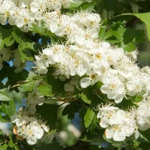 Washington Hawthorn Tree Live Plant - 18 to 24 Inches Tall, 2-3 Years Old, Bare Root, Outdoor - Image 2