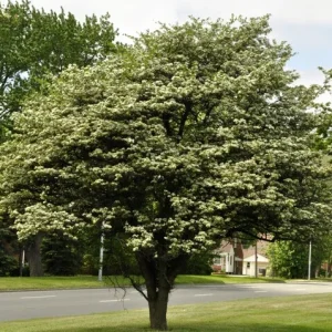 Washington Hawthorn Tree Live Plant - 18 to 24 Inches Tall, 2-3 Years Old, Bare Root, Outdoor - Image 3