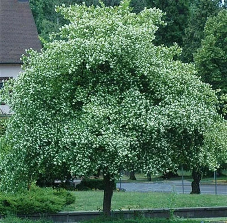 Washington Hawthorn Tree Live Plant - 18 to 24 Inches Tall, 2-3 Years Old, Bare Root, Outdoor - Image 1