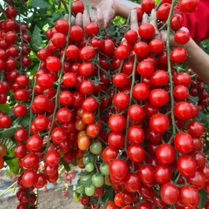Waterfall Cherry Tomato Seeds - 150+ Ultra Sweet, Non-GMO, Indeterminate - Image 1