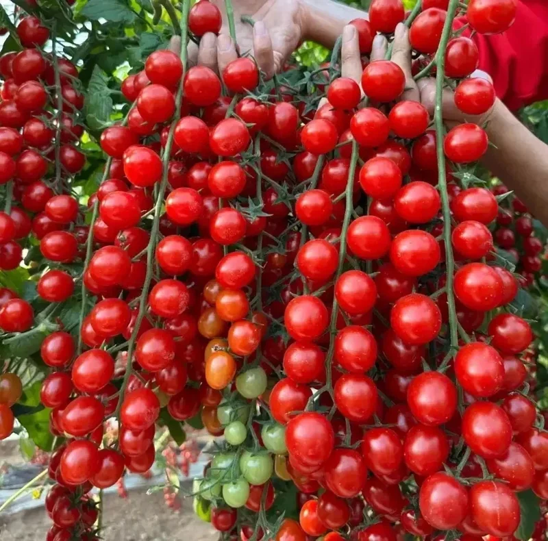 Waterfall Cherry Tomato Seeds - 150+ Ultra Sweet, Non-GMO, Indeterminate - Image 1