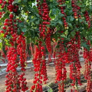 Waterfall Cherry Tomato Seeds - 150+ Ultra Sweet, Non-GMO, Indeterminate - Image 2